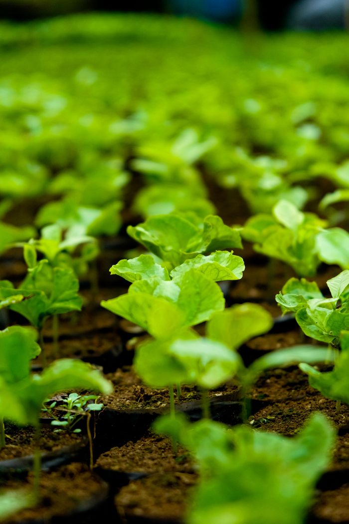 services-03 Close-up view of lush green plants growing in a nursery, showcasing vibrant growth.