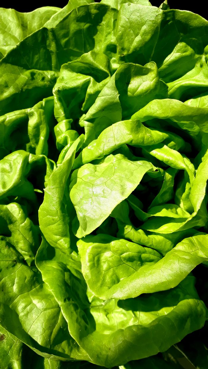 High-quality close-up of fresh green lettuce leaves showing vibrant texture and color.